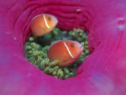 Pink anemonefish photographed on the Sankisan Maru in Tru... by Beverly J. Speed 